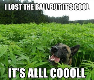 dog-cannabis